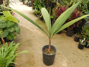 SYAGRUS KELLYANA SMALL TO MEDIUM SIZED PINNATE PALM A SMALLER ALTERNATIVE TO THE QUEEN PALM