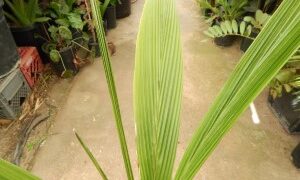 SYAGRUS OLERACEA THIN TRUNK & TALL SOLITARY PALM