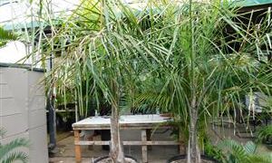 SYAGRUS PICROPHYLLA HYBRID SUPER RARE SYAGRUS HYBRID