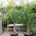 SYAGRUS PICROPHYLLA HYBRID SUPER RARE SYAGRUS HYBRID