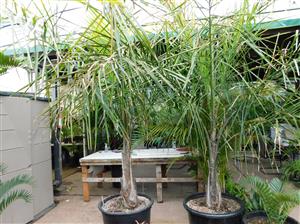 SYAGRUS PICROPHYLLA HYBRID SUPER RARE SYAGRUS HYBRID