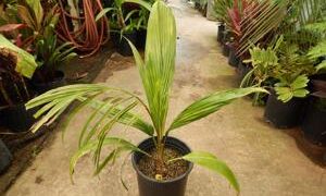 SYAGRUS SANCONA THE SOUTH AMERICAN FOXTAIL PALM