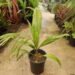 SYAGRUS SANCONA THE SOUTH AMERICAN FOXTAIL PALM