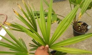 TRACHYCARPUS FORTUNEI THE WINDMILL PALM
