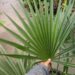 TRITHRINAX ACANTHICOMA AKA TRITHRINAX BRASILIENSWIS