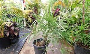 TRITHRINAX SCHIZOPHYLLA THE CARANDILLA PALM