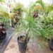 TRITHRINAX SCHIZOPHYLLA THE CARANDILLA PALM