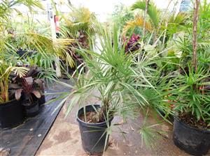 TRITHRINAX SCHIZOPHYLLA THE CARANDILLA PALM