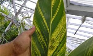 VARIEGATED SHELL GINGER ALPINIA ZERUMBET