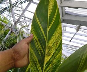 VARIEGATED SHELL GINGER ALPINIA ZERUMBET