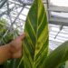 VARIEGATED SHELL GINGER ALPINIA ZERUMBET