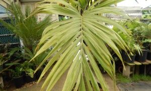 VEITCHIA ARECINA EXOTIC MEDIUM TO TALL PINNATE SUN PALM