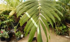 VEITCHIA WININ FAILY NARROW TRUNKED TROPICAL PINNATE PALM GROWS WELL IN SOUTHERN CALIFORNIA