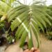 VEITCHIA WININ FAILY NARROW TRUNKED TROPICAL PINNATE PALM GROWS WELL IN SOUTHERN CALIFORNIA