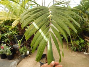 VEITCHIA WININ FAILY NARROW TRUNKED TROPICAL PINNATE PALM GROWS WELL IN SOUTHERN CALIFORNIA