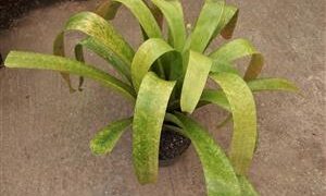 ASSORTED VRIESEAS HYBRIDS BY JOHN ARDEN EXTREMELY RARE TROPICAL PLANTS