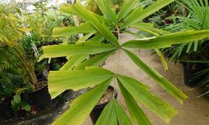 WALLICHIA DISTICHA SINGLE TRUNK, LEAVES IN ONE PLANE