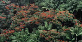 ARCHONTOPHOENIX BEATRICAE AN  UNUSUAL TYPE OF KING PALM