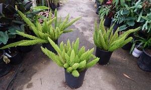 ASPERAGUS FERN MYERI ASPARAGUS DENSIFLORUS “MEYERS” THE FOXTAIL FERN
