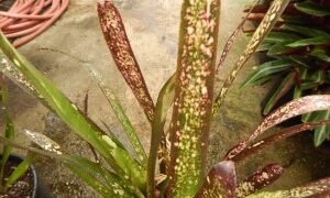 BILBERGIA HALLELUHAY SPOTTED SUN TOLERANT BROMELIAD