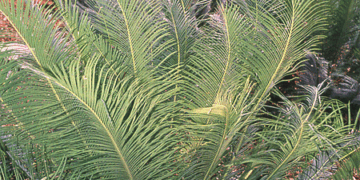 CYCAS PANZHIHUAENSIS RARE GREEN CHINESE CYCAD EXCELLENT COLD HARDINESS