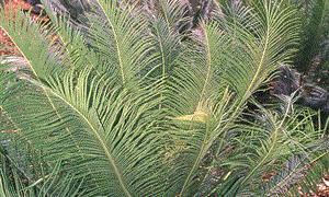 CYCAS PANZHIHUAENSIX X CYCAS DEBAOENSIS CYCAD HYBRID OF TWO RARE SPECIES