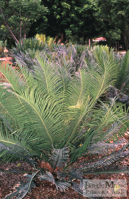 CYCAS PANZHIHUAENSIS RARE GREEN CHINESE CYCAD EXCELLENT COLD HARDINESS