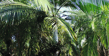 DICTYOSPERMA ALBUM VAR RUBRUM PRINCESS PALM, HURRICANE PALM