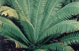 DIOON MEJIAE AN ATTRACTIVE MEDIUM SIZED CYCAD 