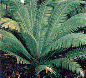 DIOON MEJIAE AN ATTRACTIVE MEDIUM SIZED CYCAD 