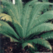 DIOON MEJIAE AN ATTRACTIVE MEDIUM SIZED CYCAD 