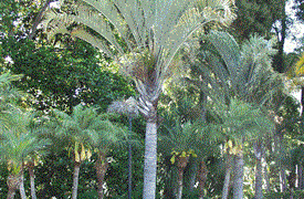DYPSIS DECARYI THE TRIANGLE PALM