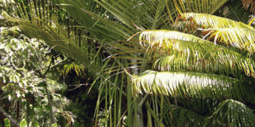 DYPSIS SAINTELUCEI SINGLE TRUNK – WHITE CROWN SHAFT NATIVE TO MADAGASCAR