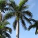 ROYSTONEA REGIA THE CUBAN ROYAL PALM