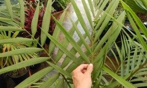 LACCOSPADIX AUSTRALASICA SINGLE TRUNK MOUNTAIN FORM