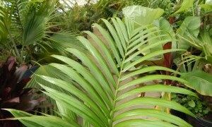 PRESTOEA MONTANA AKA PRESTOEA ACUMINATA VAR. MONTANA 