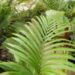 PRESTOEA MONTANA AKA PRESTOEA ACUMINATA VAR. MONTANA 