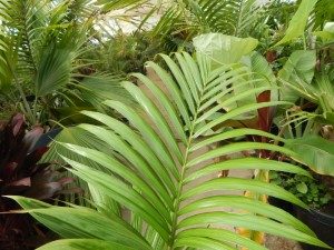 PRESTOEA MONTANA AKA PRESTOEA ACUMINATA VAR. MONTANA 