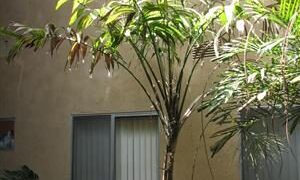 SYNECANTHUS FIBROSA THE JELLYBEAN PALM OPPORTUNITY TO GET OLD MATURE SIZE PALM