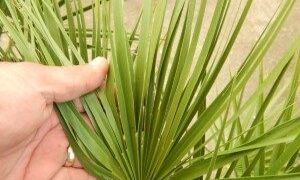 CHAMAEROPS HUMILIS – GREEN FORM LOVES SUN AND HEAT – VERY COLD HARDY