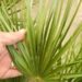 CHAMAEROPS HUMILIS – GREEN FORM LOVES SUN AND HEAT – VERY COLD HARDY
