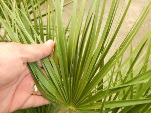 CHAMAEROPS HUMILIS – GREEN FORM LOVES SUN AND HEAT – VERY COLD HARDY