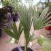 TRITHRINAX ACANTHACOMA AKA TRITHIRNAX BRASILIENSIS SPINY TRUNK – MEDIUM HEIGHT FAN PALM