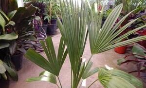 RHOPALOSTYLIS SAPIDA THE SHAVING BRUSH OR FEATHER DUSTER PALM
