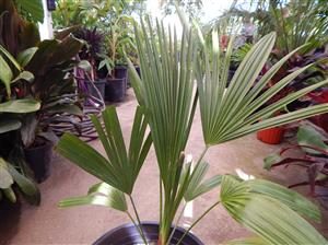 RHOPALOSTYLIS SAPIDA THE SHAVING BRUSH OR FEATHER DUSTER PALM