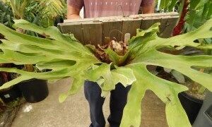 THE MOOSEHORN FERN PLATYCERIUM SUPERBUM