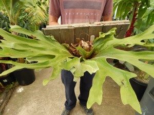 THE MOOSEHORN FERN PLATYCERIUM SUPERBUM