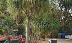 BEAUCARNIA RECURVATA THE PONYTAIL PALM – THE ELEPHANT FOOT PALM MEDIUM HEIGHT – SWOLLEN BASE