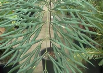 CYCAS DEBAOENSIS SUPER RARE, MULTI PINNATE, SMALL CAUDEX, LONG LEAVES