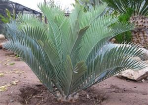 ENCEPHALARTOS LONGIFOLIUS – BLUE FORM MEDIUM TO LARGE RARE SOUTH AFRICAN CYCAD